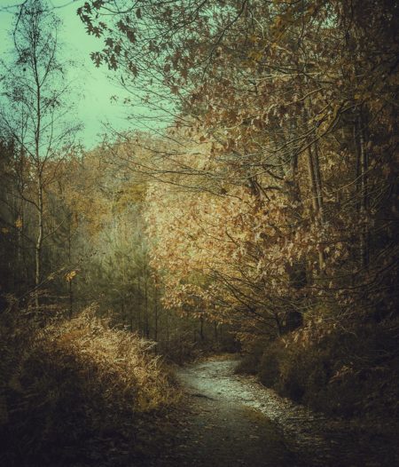 Photo forêt