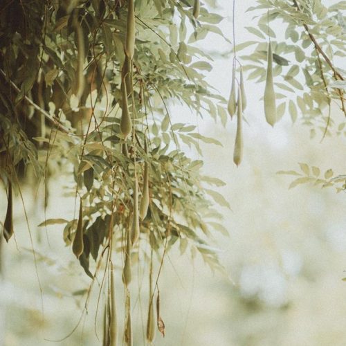 Glycine